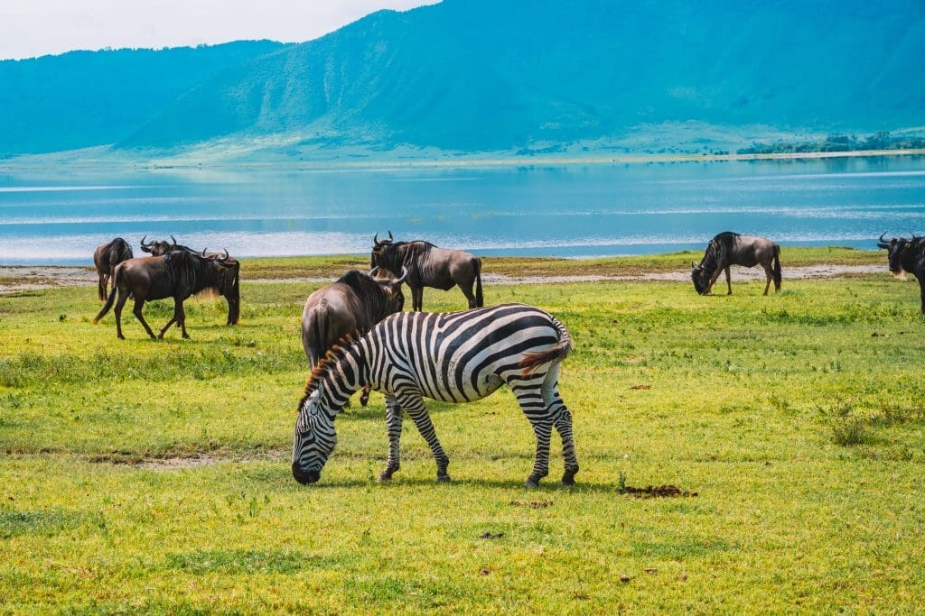 A Zebra herd in Ngorongoro Conservation Area, Tanzania.

